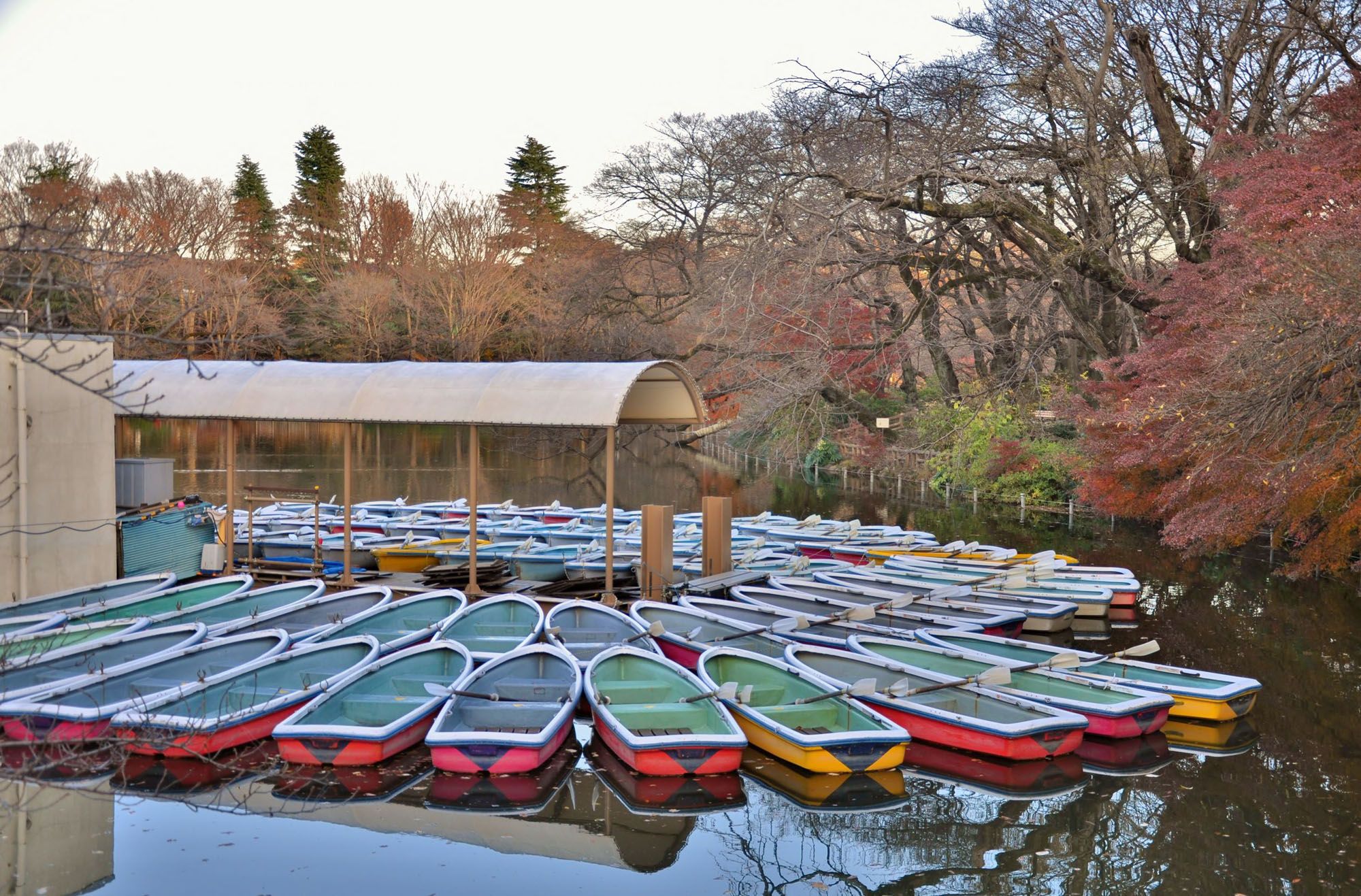 68470812 - many boats on the pond in inokashira park, near kichijoji station, tokyo, japan. with red leaves background.