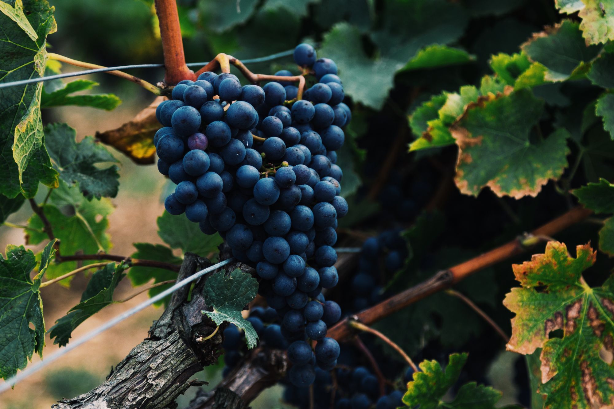 Photo by Alasdair Elmes on Unsplash
