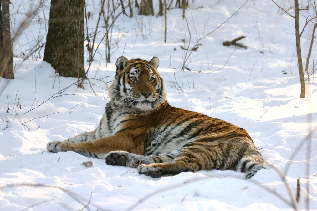 The endangered Siberian Tiger that 2012 Rolex Awards laureate Sergui Bereznuk strives to save