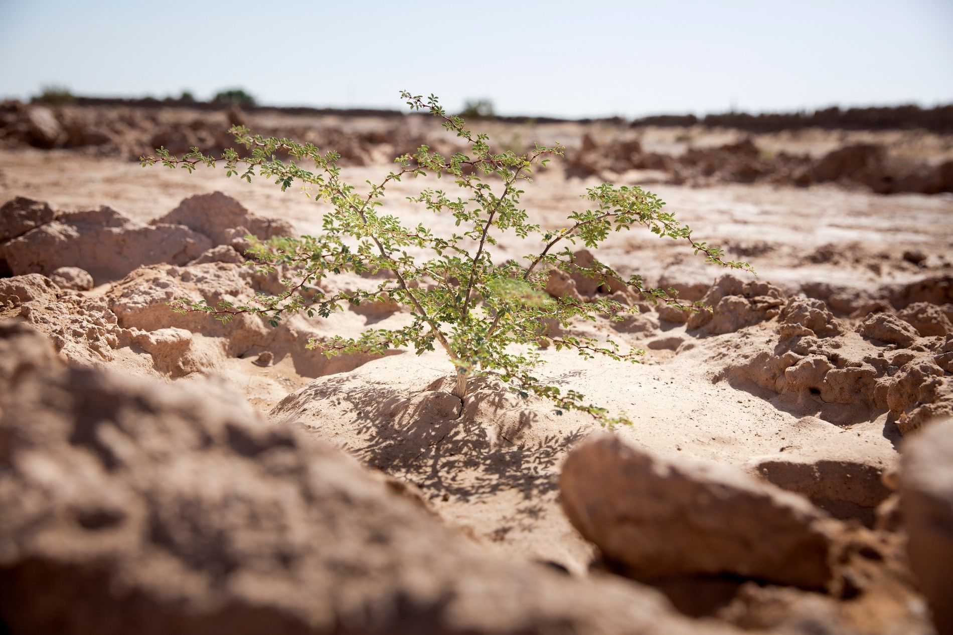 Acacia trees act as a barrier against the encroaching Sahara desert, says 2016 Rolex Awards laureate Sarah Toumi