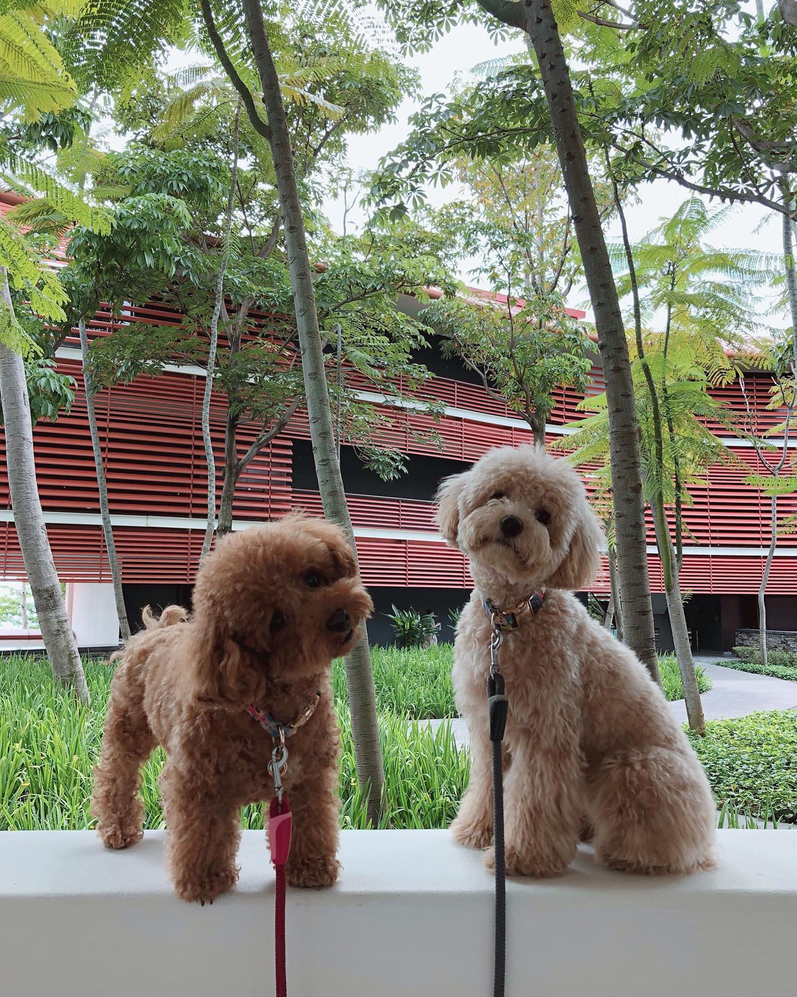 Capella Sentosa petcation