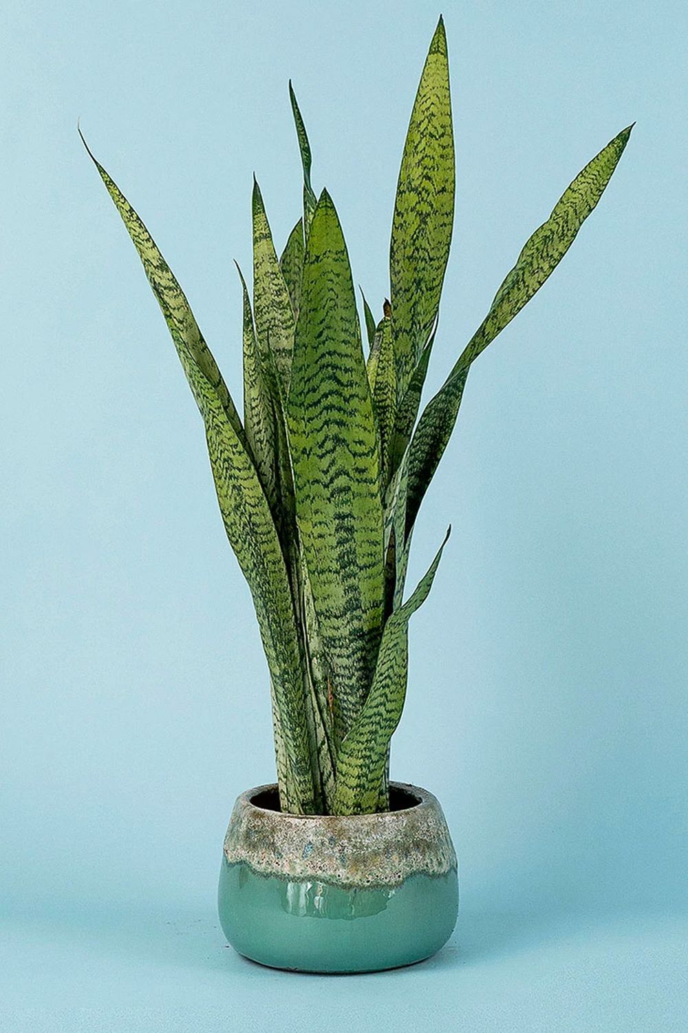 Some of the toughest plants you can find, the evergreen snake plant can grow up to 12 feet high (Image: Tumbleweed Plants)