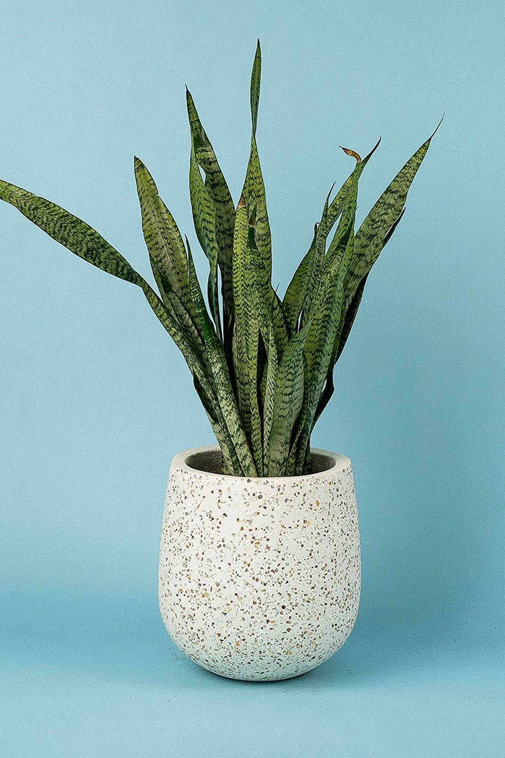 Snake plants are easily identified through their stiff leaves (Image: Tumbleweed Plants)