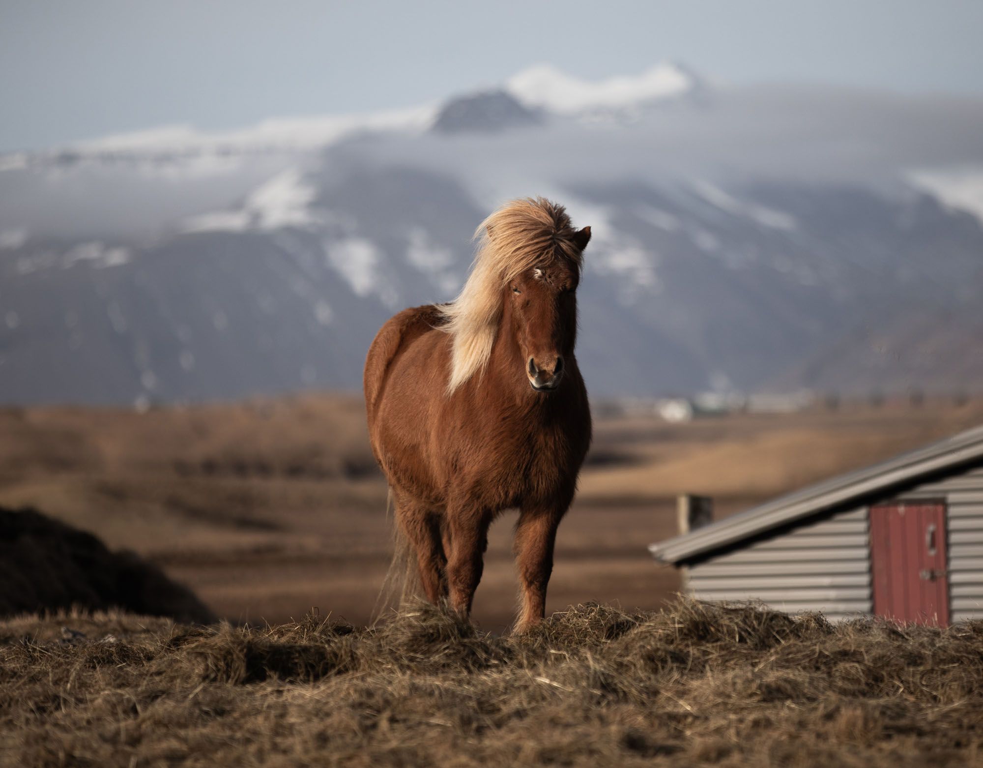 Icelandic horse at Hotel Rangá in Iceland, Friluftsliv