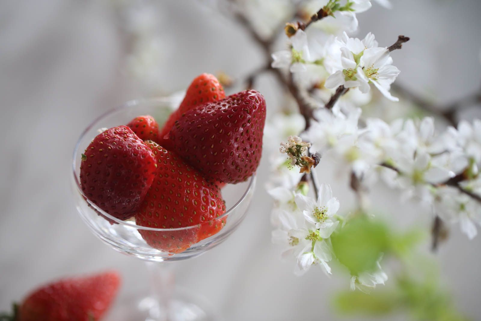 Strawberry Sakura