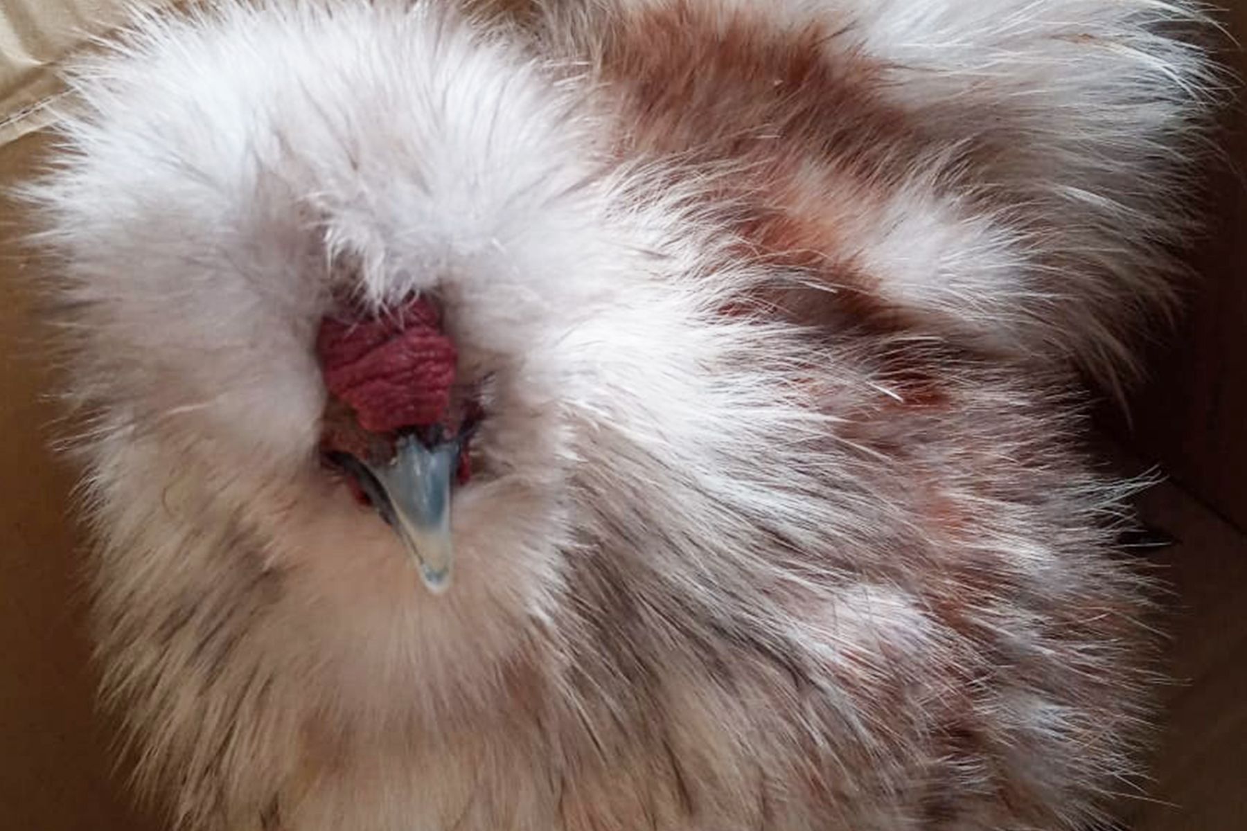If you live in a HDB, you will not be allowed to keep a chicken as a pet unfortunately. (Image: Jazz Chong)