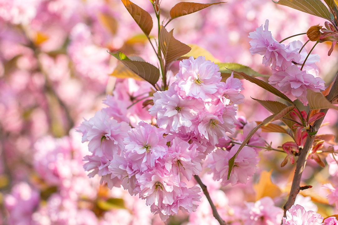 Sakura trees in bloom in Japan (Image: Unsplash)