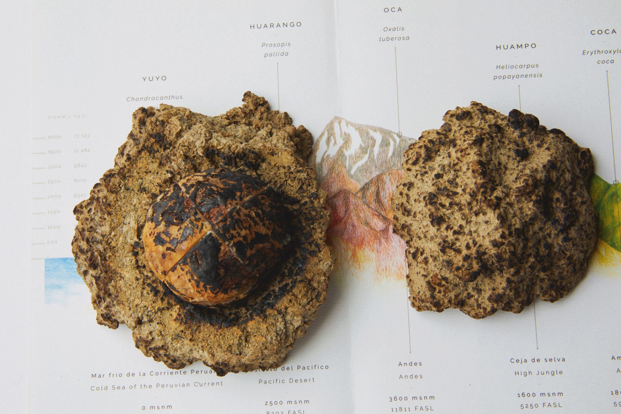 Japanese taro cooked in Peruvian clay