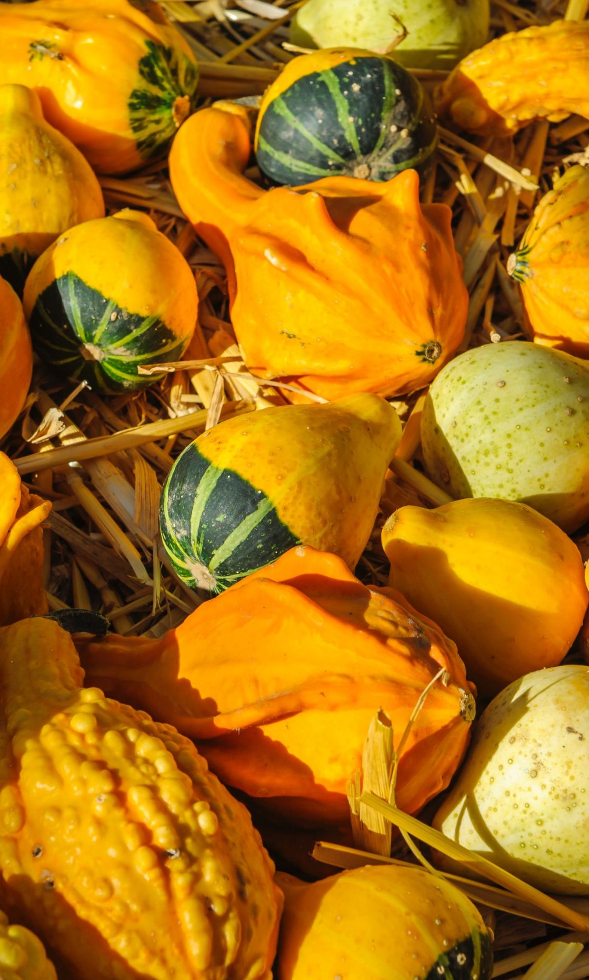 Why Accelerator Firm Big Idea Ventures Is Backing Alternative Protein