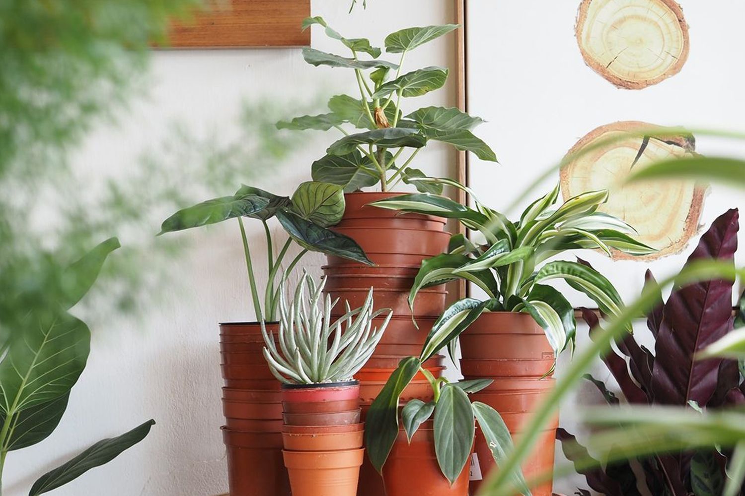 Houseplants can help create a tranquil ambience at home (Image: Potta Plantta)