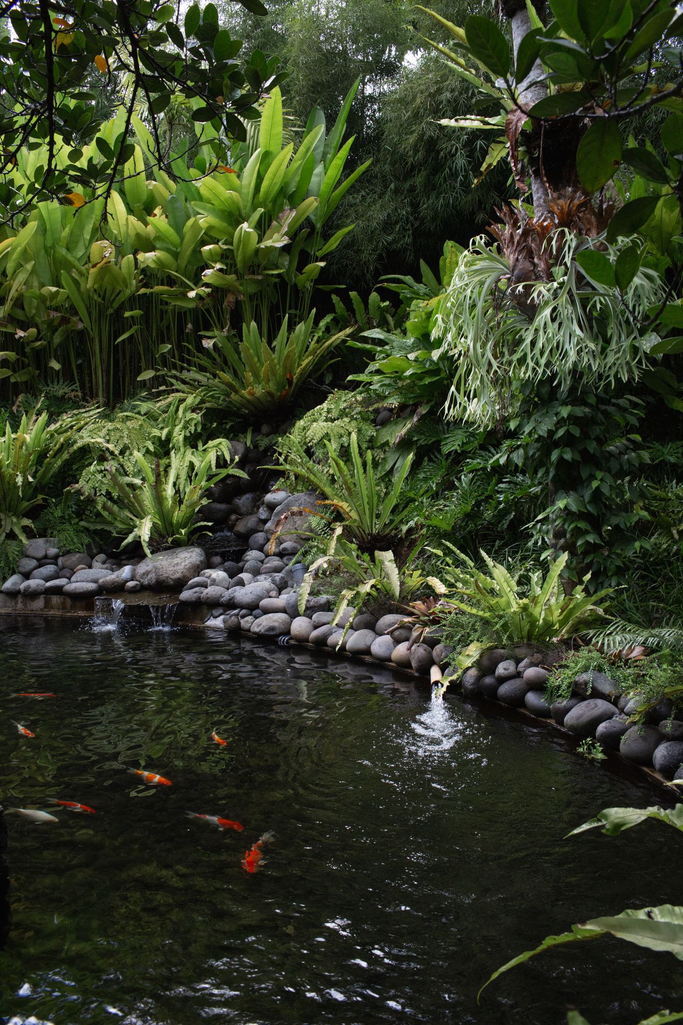 The bridge structure hovers above a large koi pond