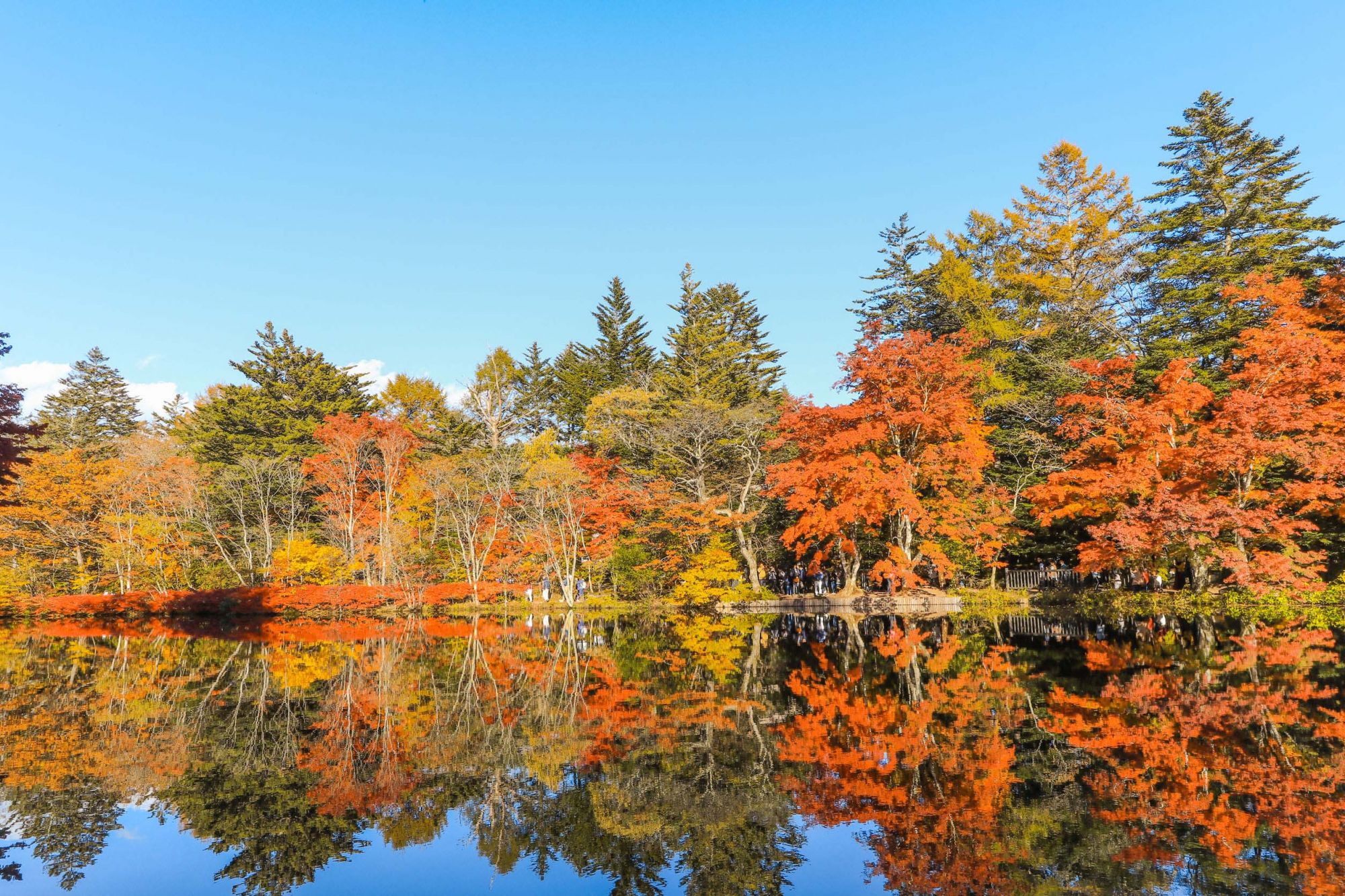 Beautiful Japan autumn at Kumoba Pond or Kumoba ike of Karuizawa ,Nagano Prefecture Japan.