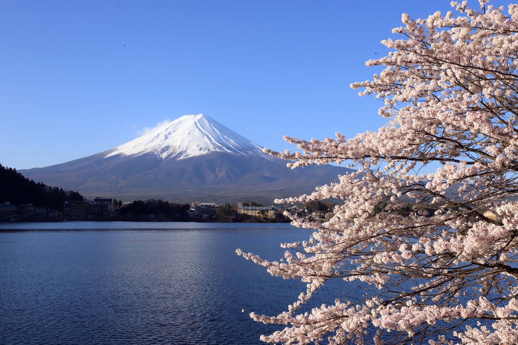 Des cerisiers en fleurs et le mont Fuji sur une rive du lac Kawaguchiko à Kawaguchiko dans la préfecture de Yamanashi, Japon, le 8 avril 2018. (Photo by YOSHIKAZU TSUNO/Gamma-Rapho via Getty Images)