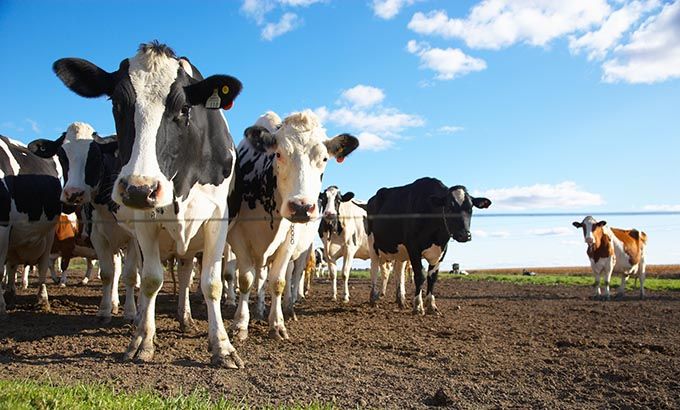 Cows on farm