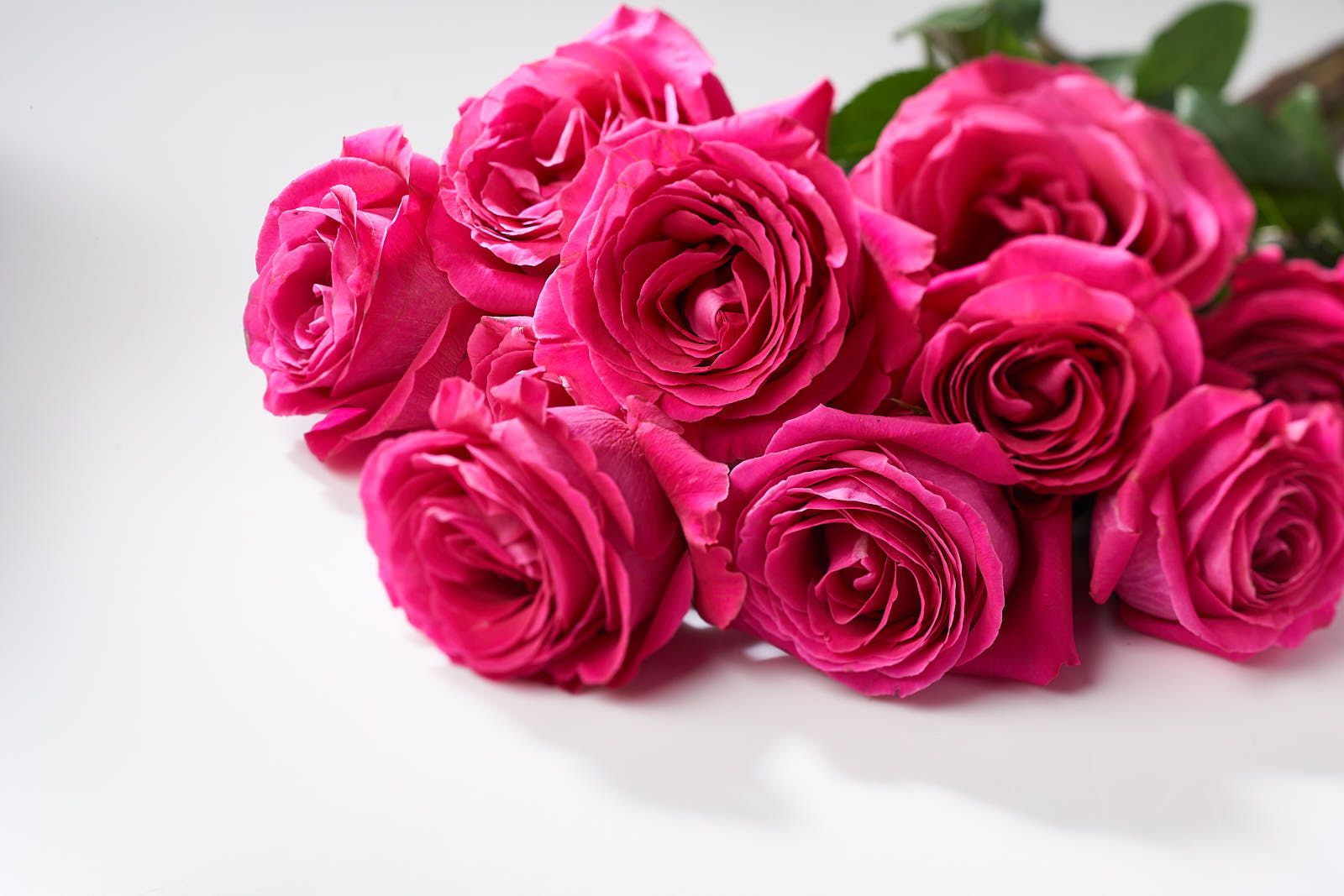 七夕情人節最浪漫的傳情 用最高規格將愛永遠收藏 Flower Flower花的 永恆玫瑰花珠寶禮盒 Tatler Asia