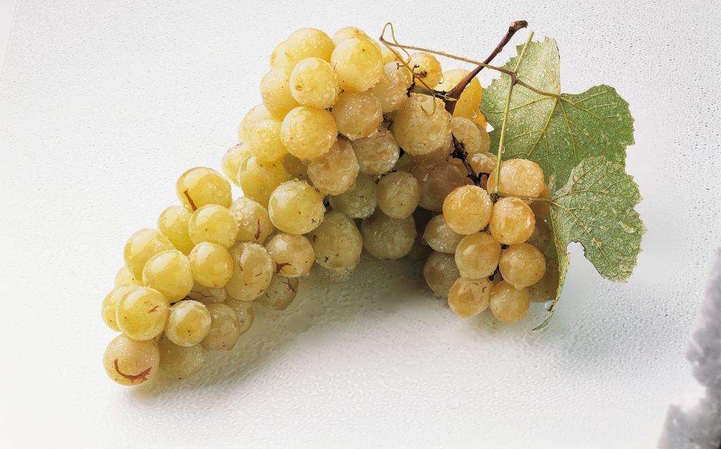UNSPECIFIED - JUNE 06: Close-up of a bunch of grapes (Photo by DEA / A.PAGANI/De Agostini via Getty Images)