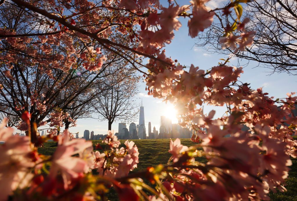 JERSEY CITY, NJ - APRIL 16: The sun rises behind the the skyline of lower Manhattan in New York City as blossoms bloom on trees in Liberty State Park on April 16, 2021 in Jersey City, New Jersey. (Photo by Gary Hershorn/Getty Images)