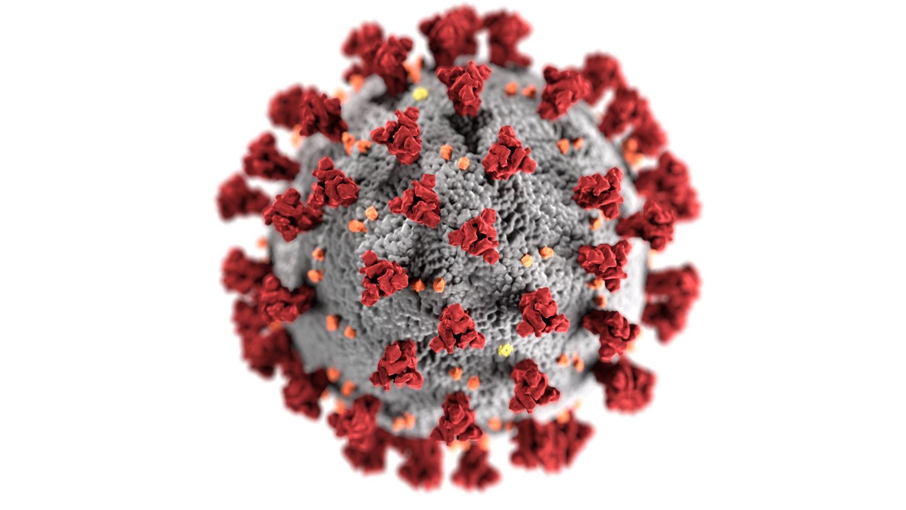 COVID-19 Coronavirus molecule, March 24, 2020. (Photo by CDC/API/Gamma-Rapho via Getty Images)