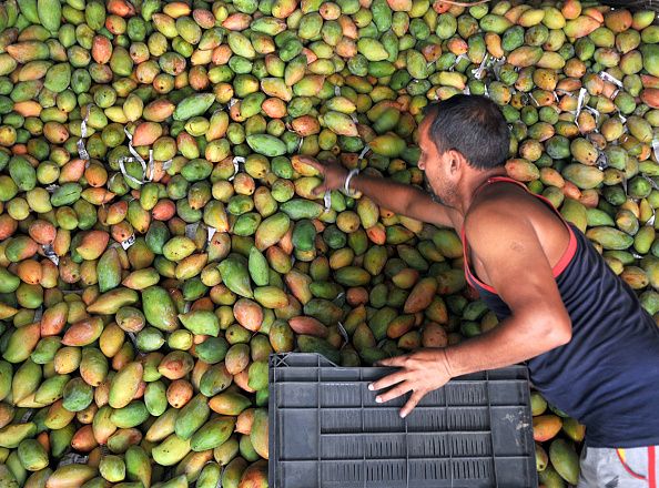 JAMMU, INDIA - MAY 16: A worker unloads mangoes from a truck at a wholesale fruit market on May 16, 2019 in Jammu, India. (Photo by Nitin Kanotra/Hindustan Times via Getty Images)