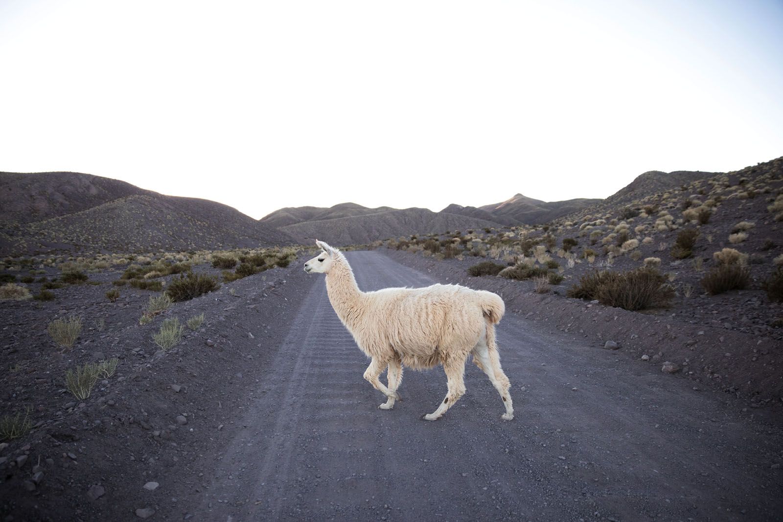 Animals indigenous to the Andes such as llamas and vicuñas are a common sight as you drive around the Atacama region