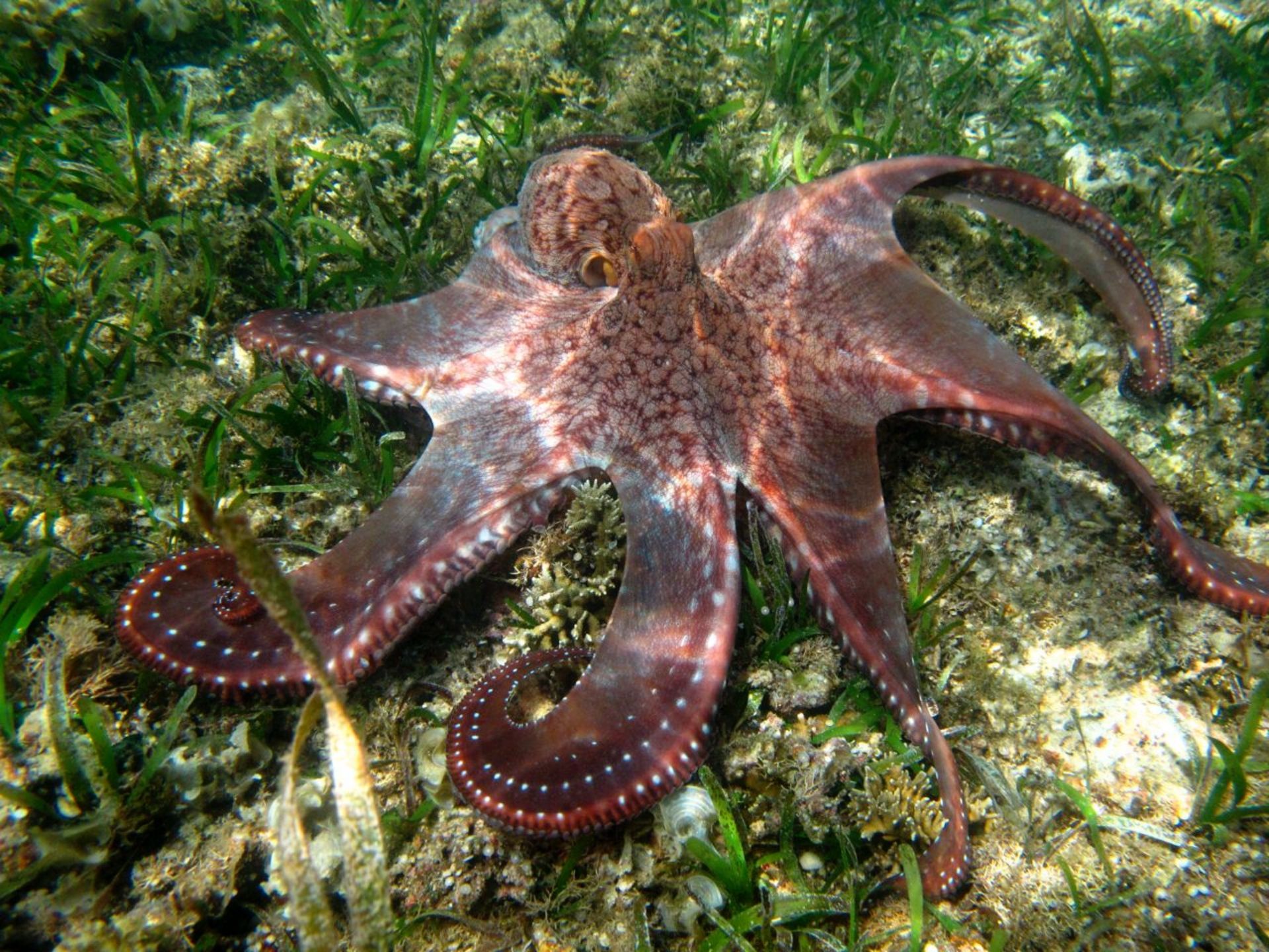 Octopus (Photo: Kaila Ledesma)