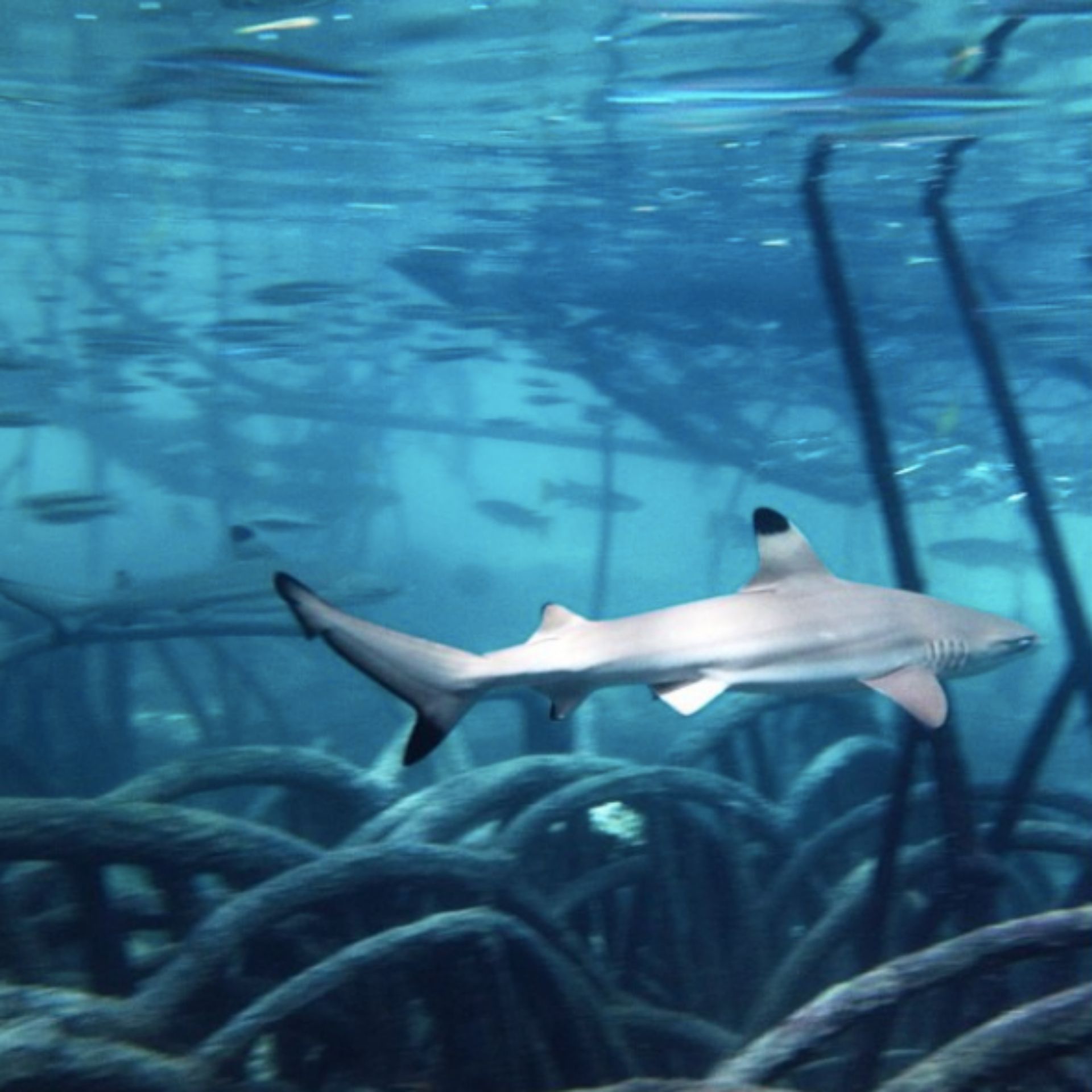 A shark at Danjugan Island