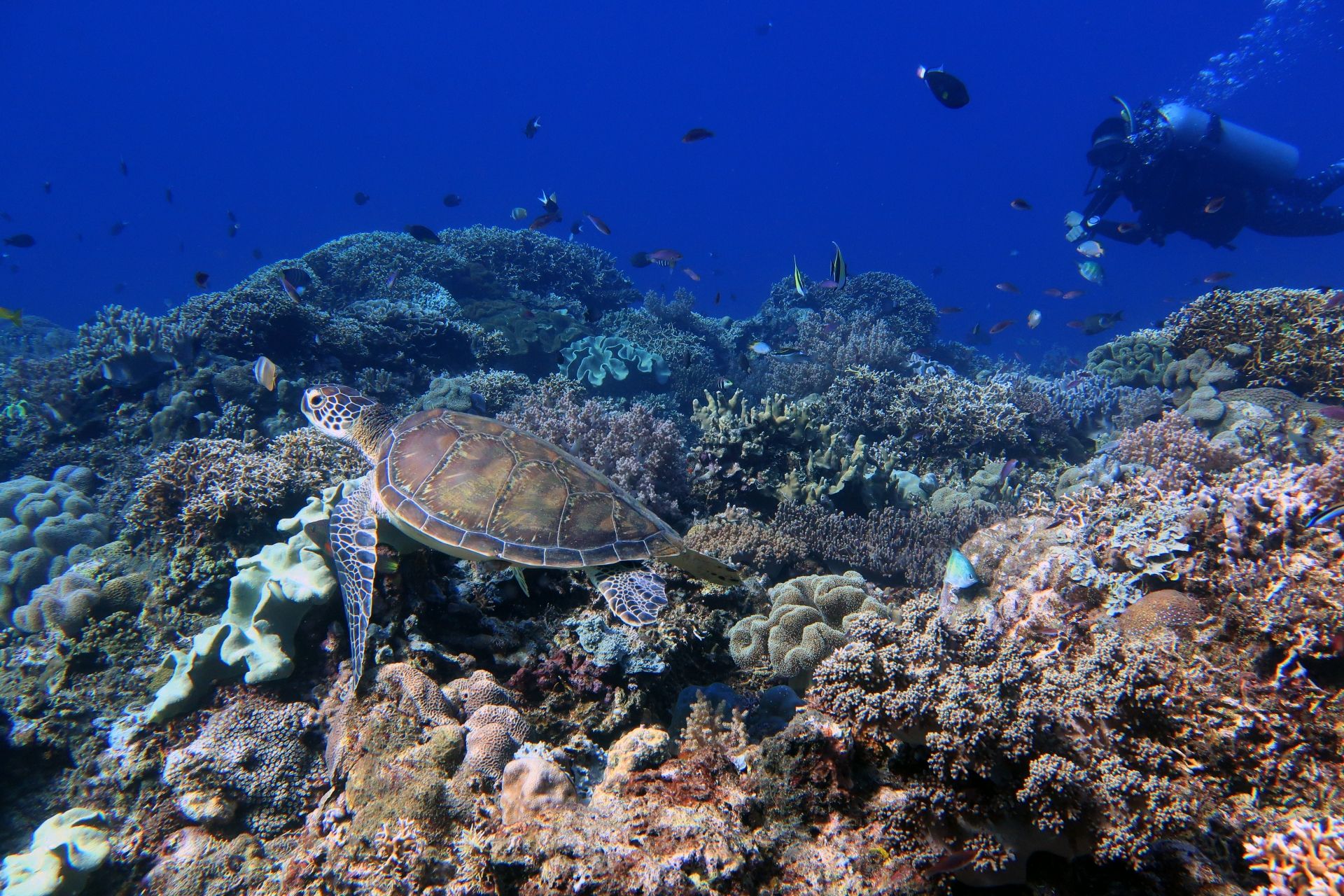 Sea turtle (Photo: Kaila Ledesma)