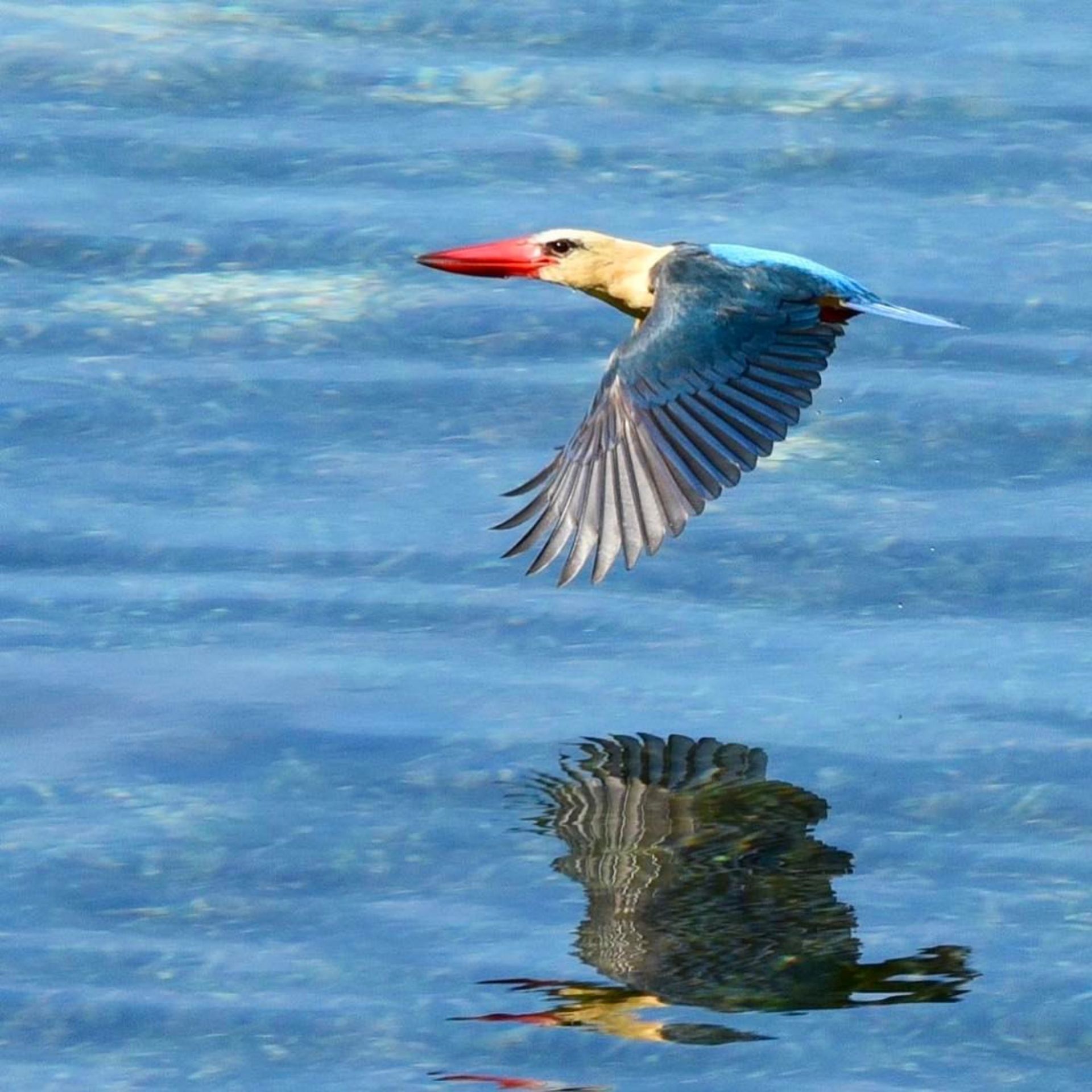 Stork-billed kingfisher (Photo: Nathalie Maggay)