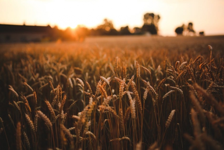 grains.jpg