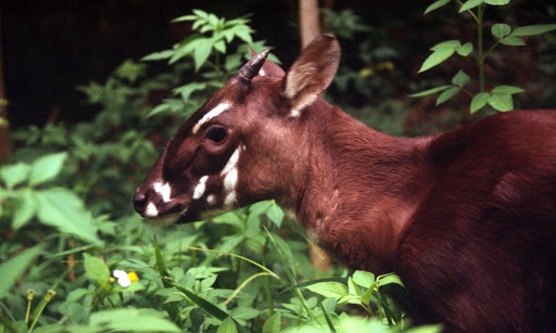 Saola.jpg