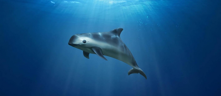 Vaquita.jpg