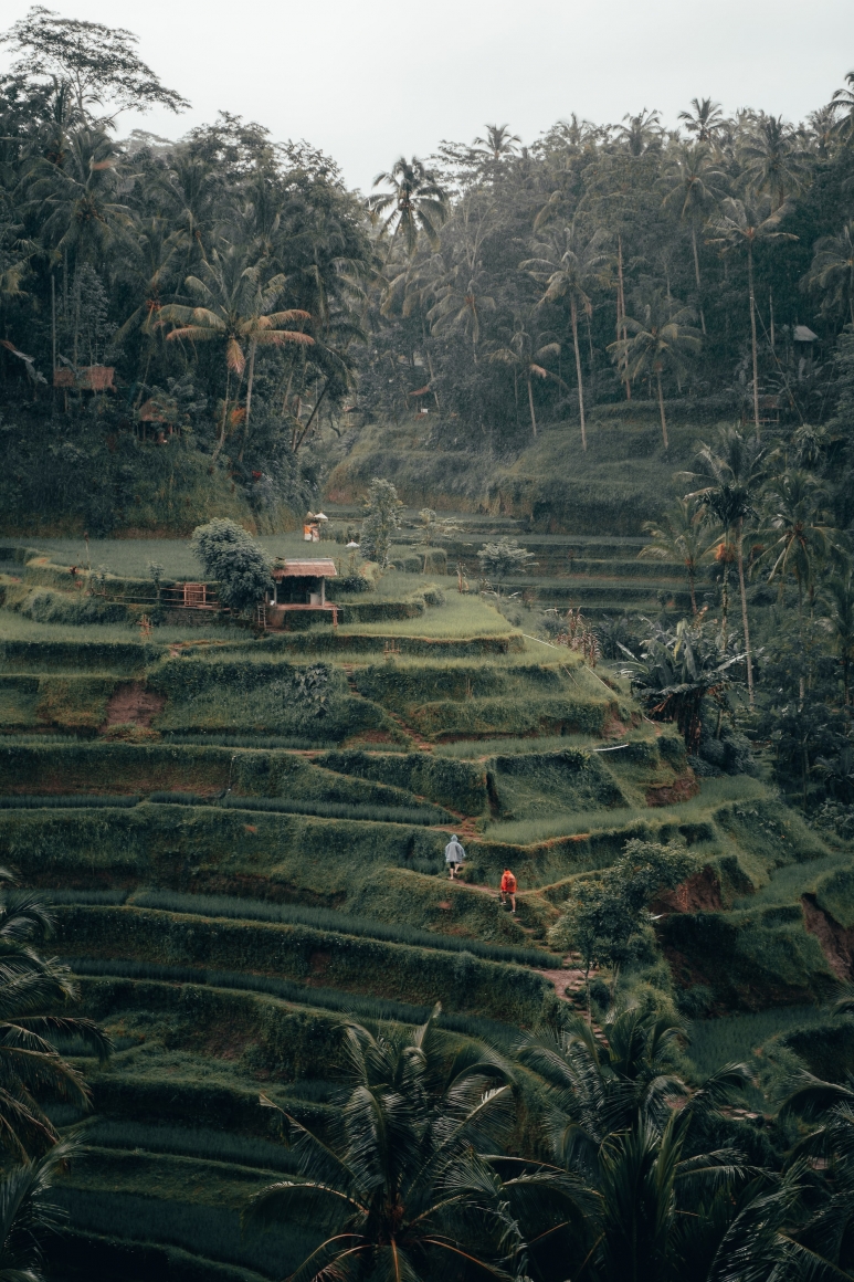 radoslav-bali-jN9JnZ-SyVc-unsplash (1).jpg