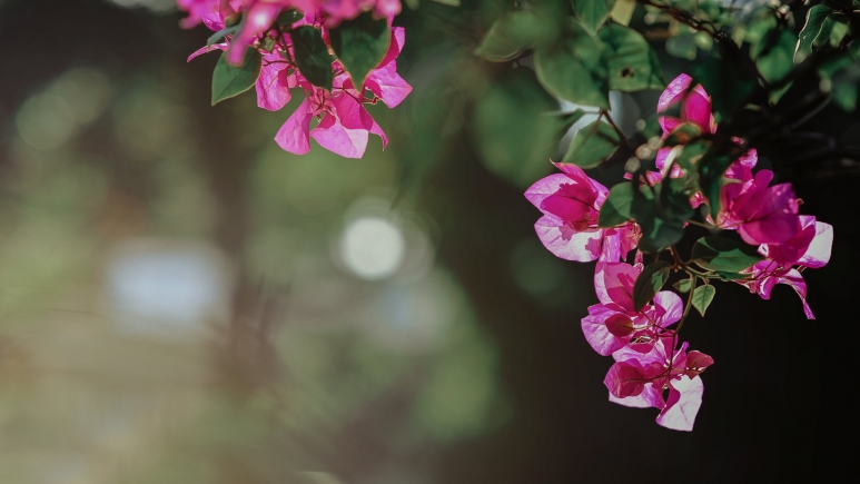 botanicals.jpeg