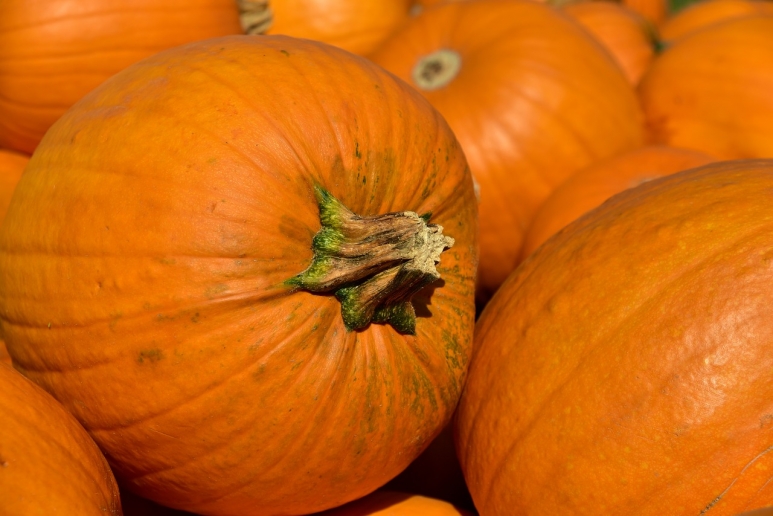 pumpkin.jpg