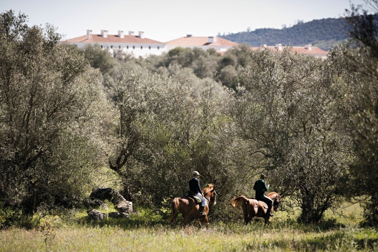13132042-horses-herdade-barrocal-010416-3596_article_1600x1067.jpg