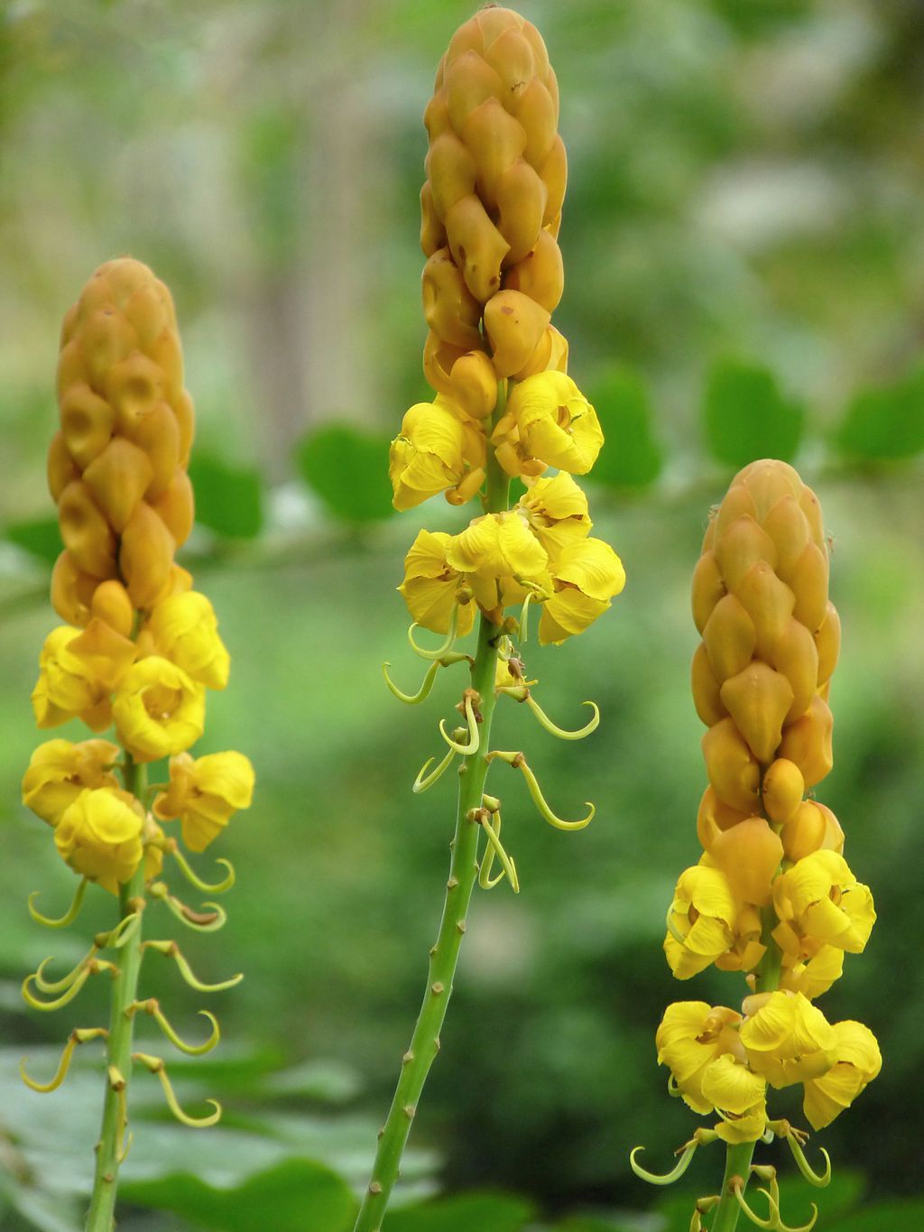Photo from Wikimedia Commons; Jeevan Jose
