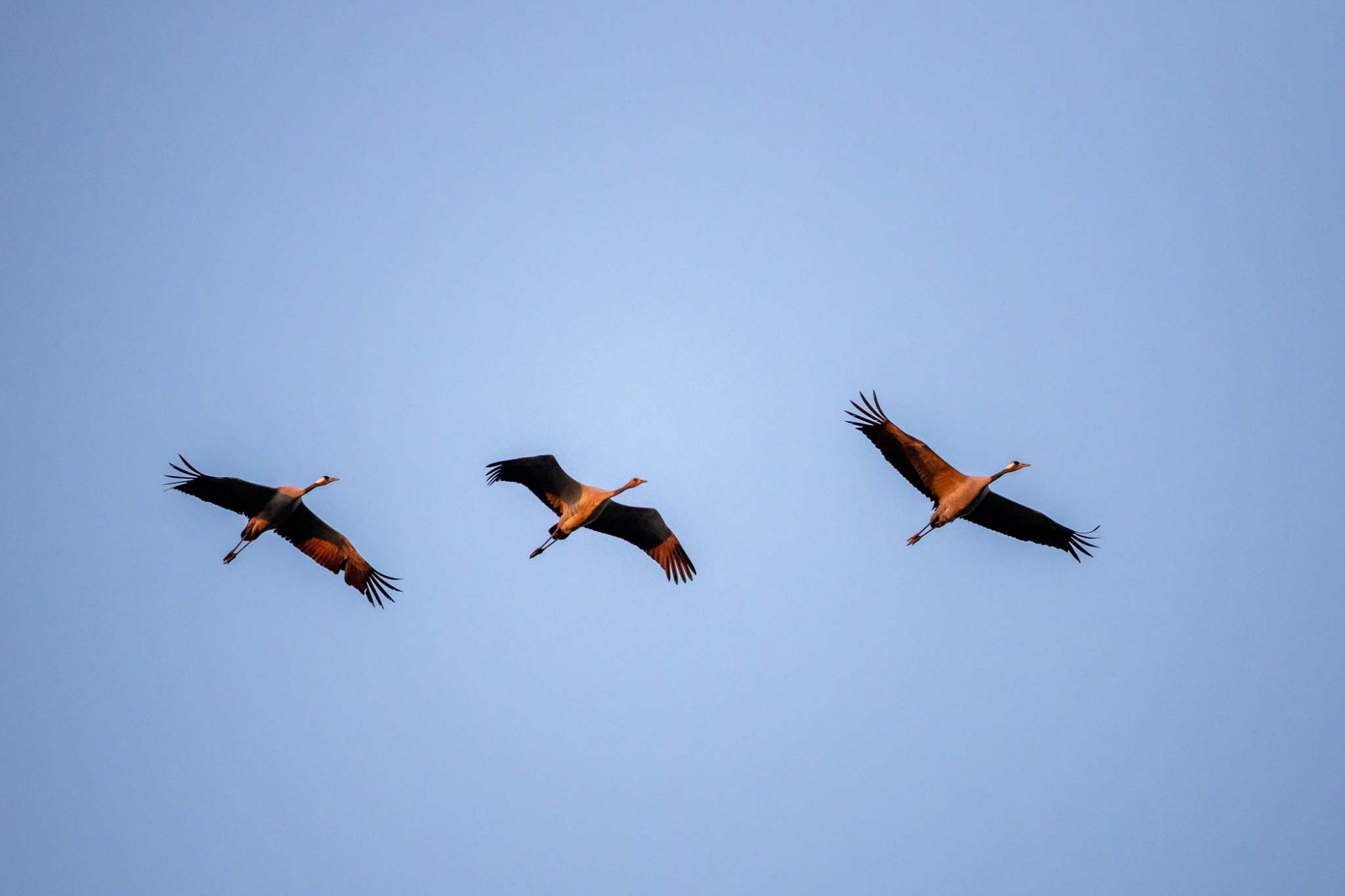 Commercial Bird Viewing And Bird Watching Wheel Rental preview