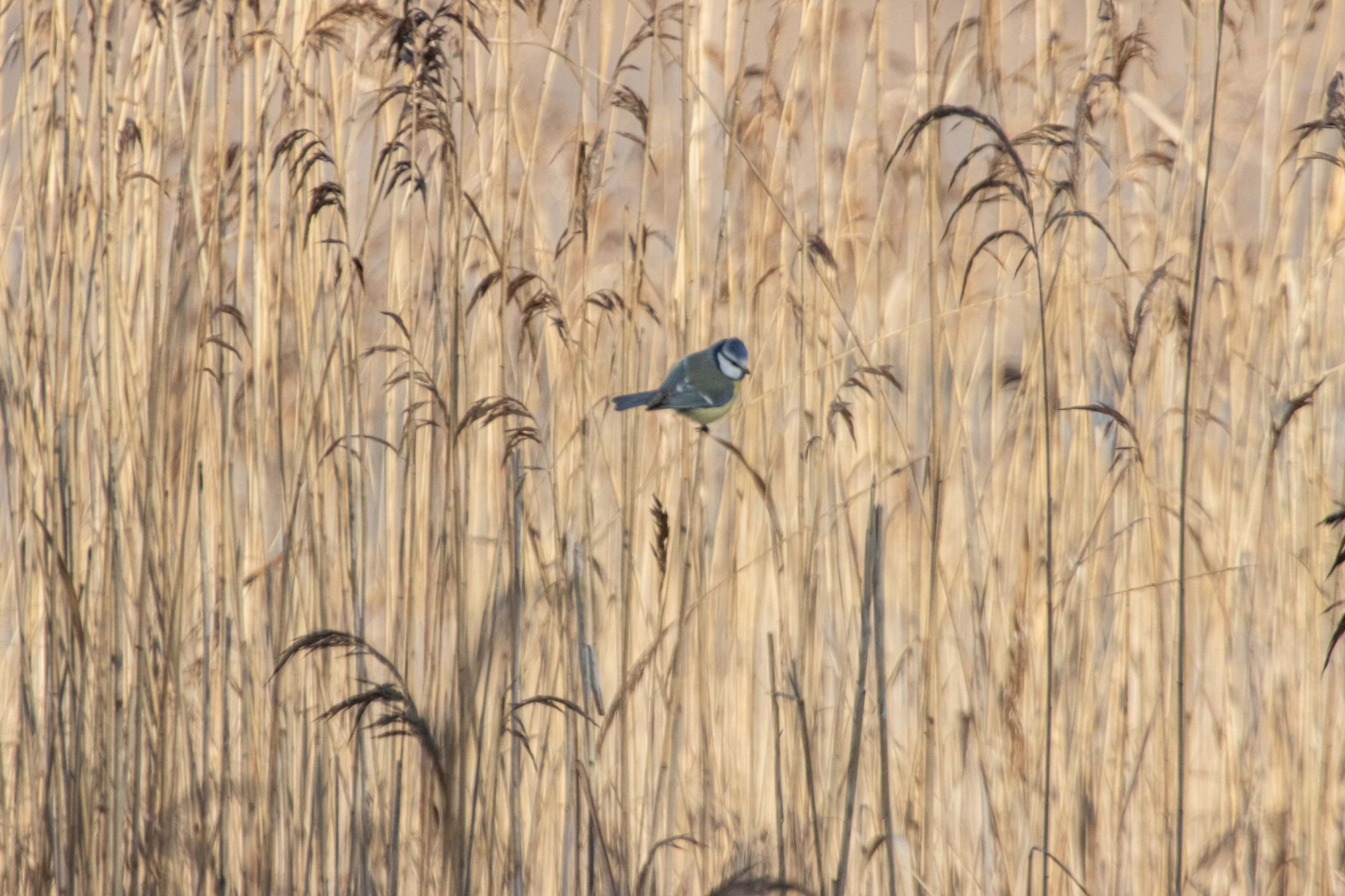 The Eurasian blue tit bird as seen in reed in the Dutch countryside in Grootmeer en Kleinmeer lakes near Wintelre and Eindhoven airport in its natural habitat during a cold winter day with frost. Scientifically named Cyanistes caeruleus, a little colorful passerine bird in the tit family Paridae with blue and yellow plumage. The species is a non-migratory bird. The fen and the water pond are a protected natural monument and part of the Kempenland-West Natura 2000 area preserving the environment and local wi