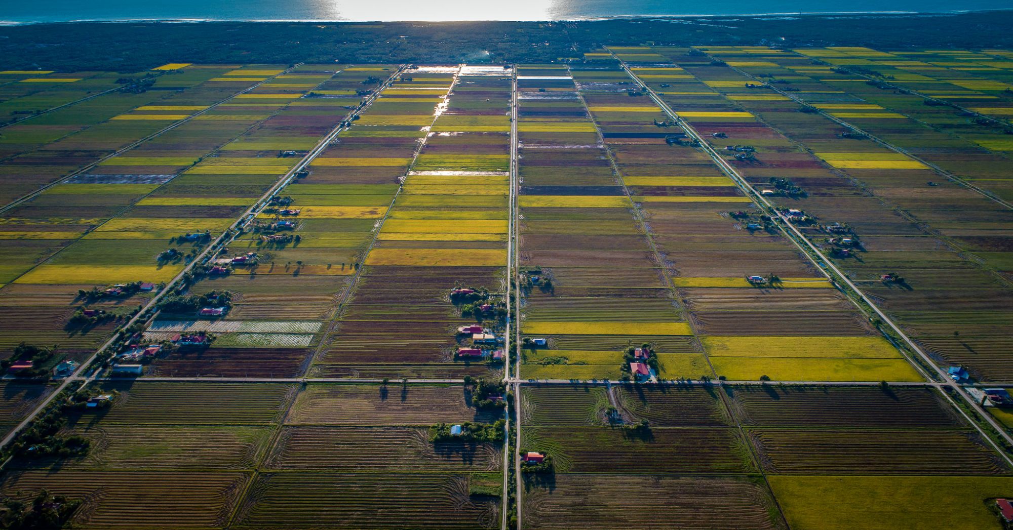 Paddy fields in Sekinchan, Selangor