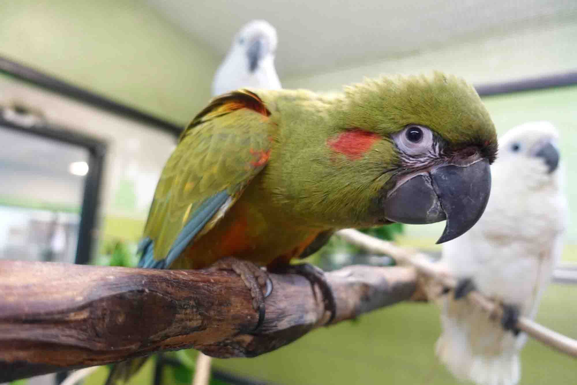 Photo: Wildlife Reserves Singapore