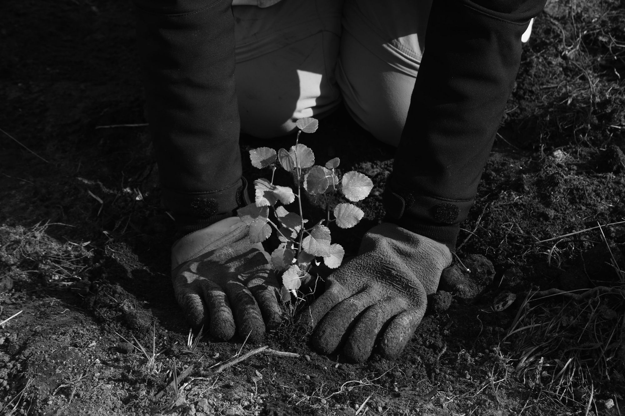 拍賣所得將捐贈給復育喀里多尼亞森林的蘇格蘭慈善機構「Trees for Life」。