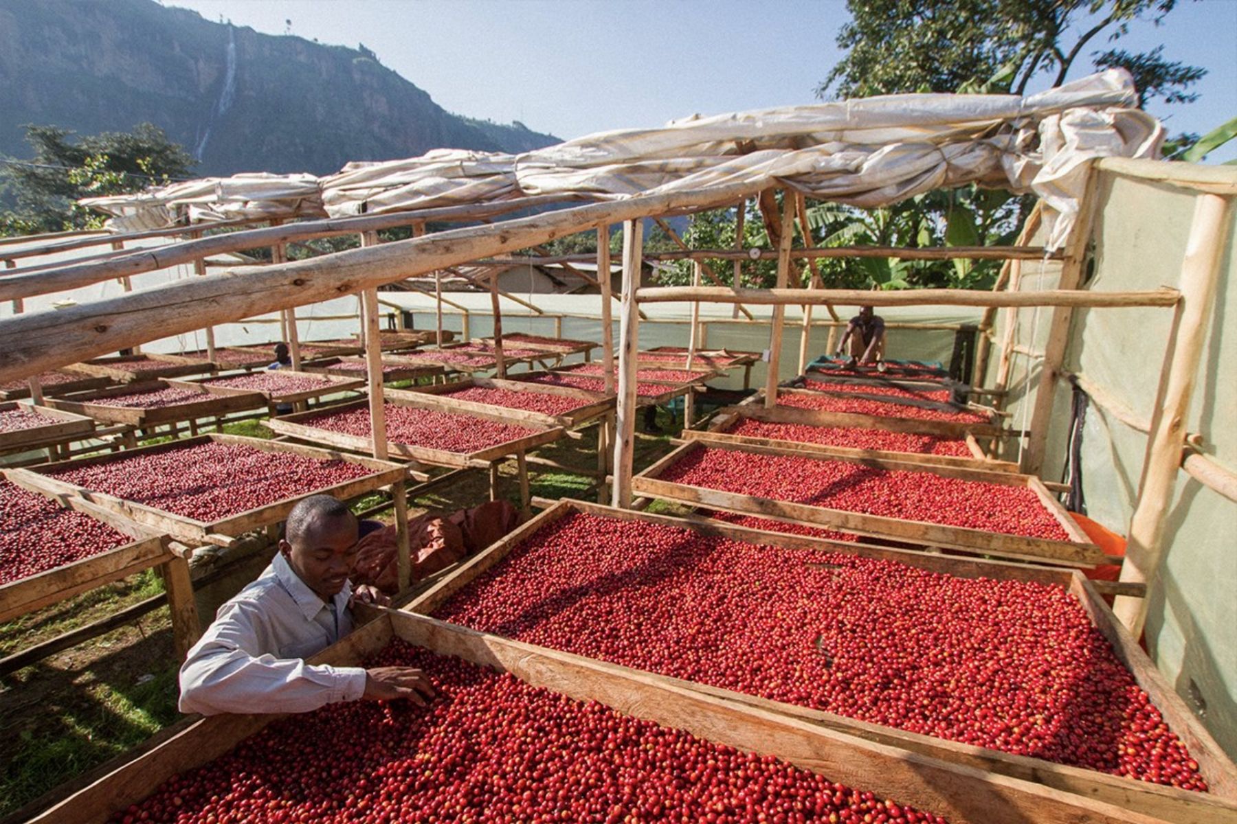 Uganda Photo Weaver's Coffee & Tea Official Facebook Page