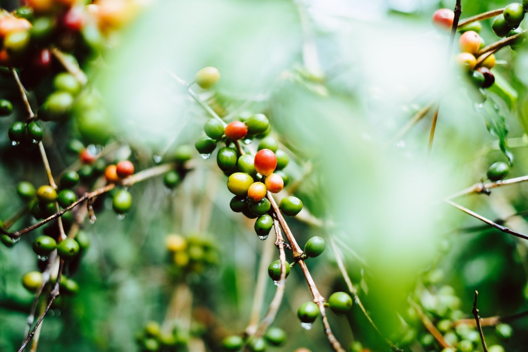 Photo: Gerson Cifuentes \ Unsplash