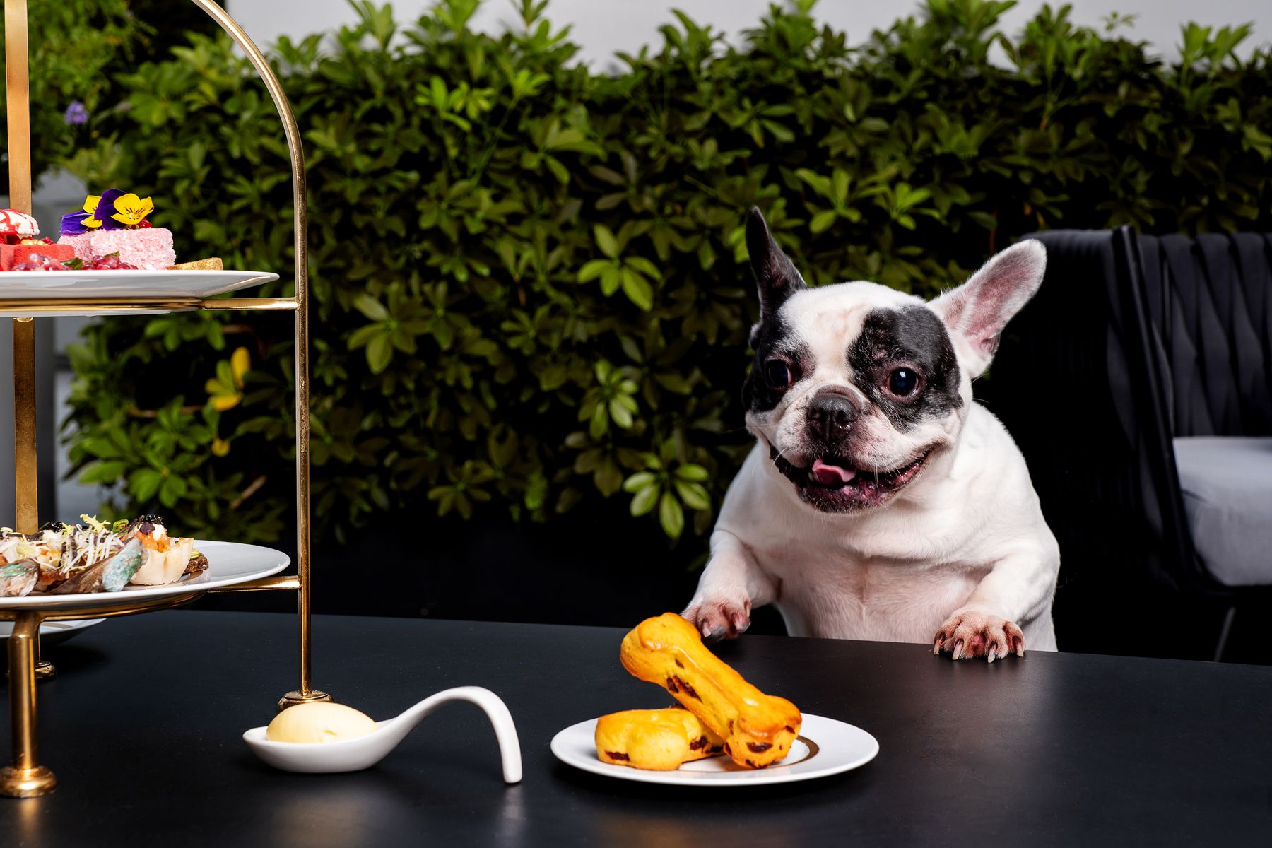 The Best DogFriendly Restaurants And Cafes In Hong Kong Tatler Asia