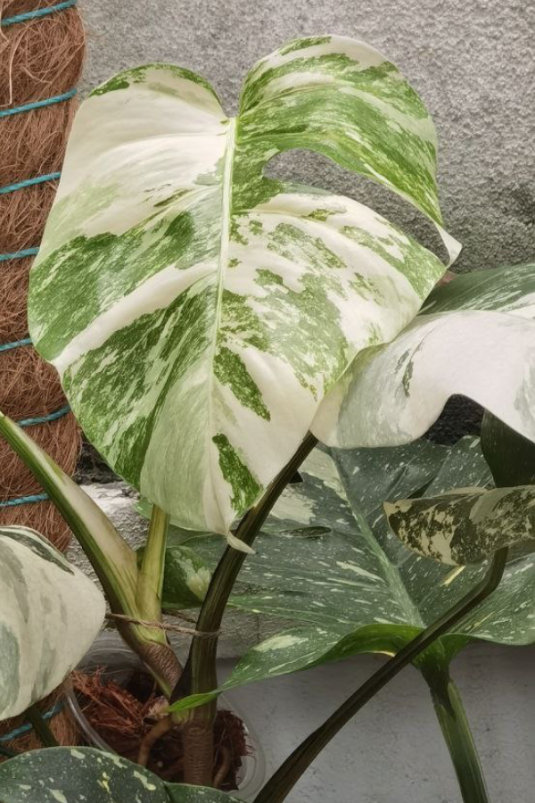Monstera Borsigiana Albo Variegata, is a must have for any Monstera lover.