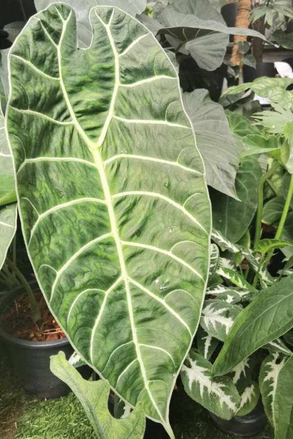 Alocasia Watsoniana, a cheaper alternative to the rare (and expensive) Anthurium Regale.