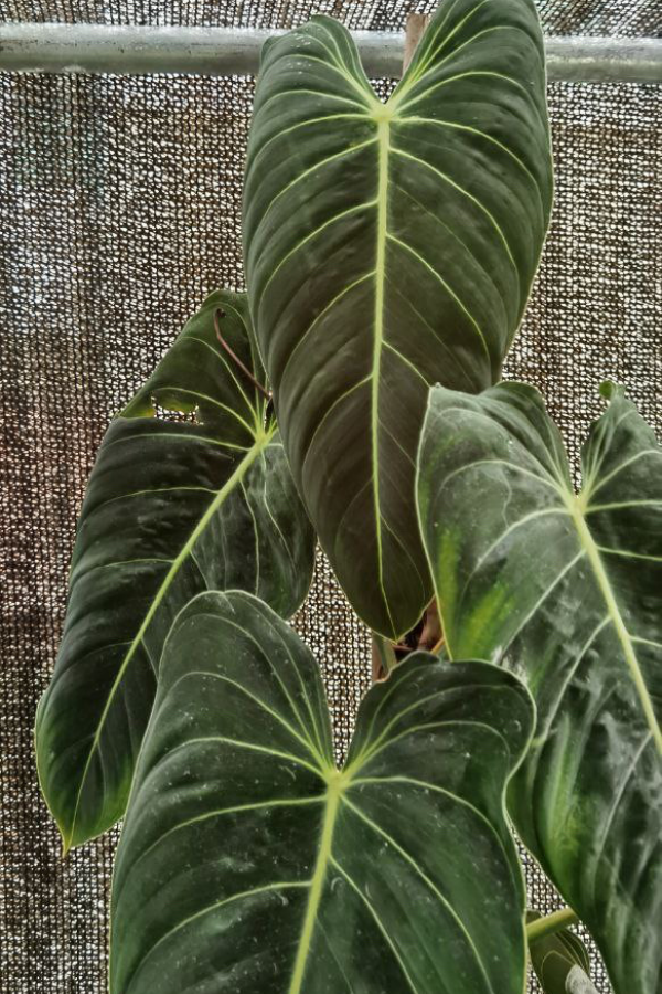 Philodendron Melanochrysum aka Black Gold Philodendron, the new leaf on these beauties are almost gold coloured (it will change to deep green tone once the leaf hardens)
