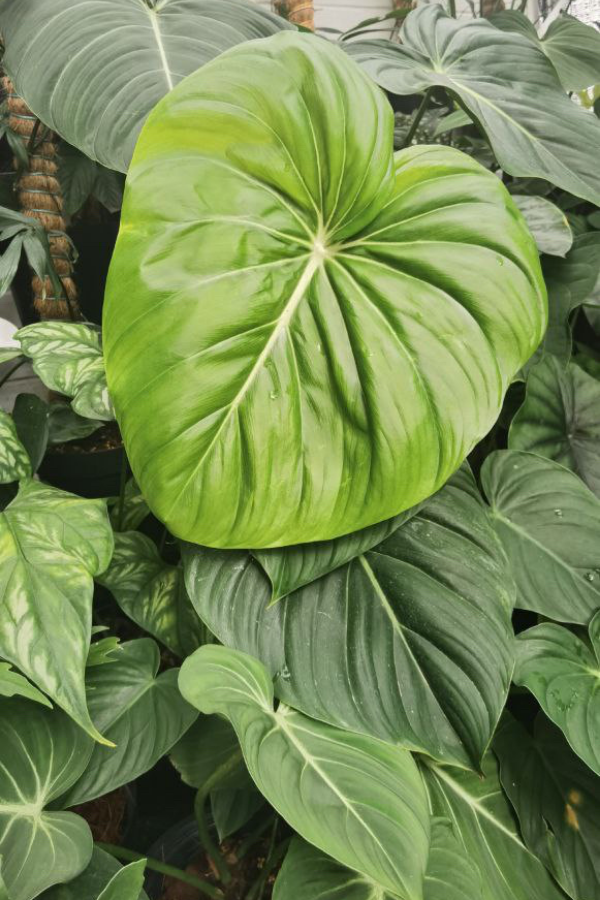 The fluffy heart-shaped leaf of a Philodendron Mcdowell (A hybrid between P. Gloriosum & P. Pastazanum created in 1988)