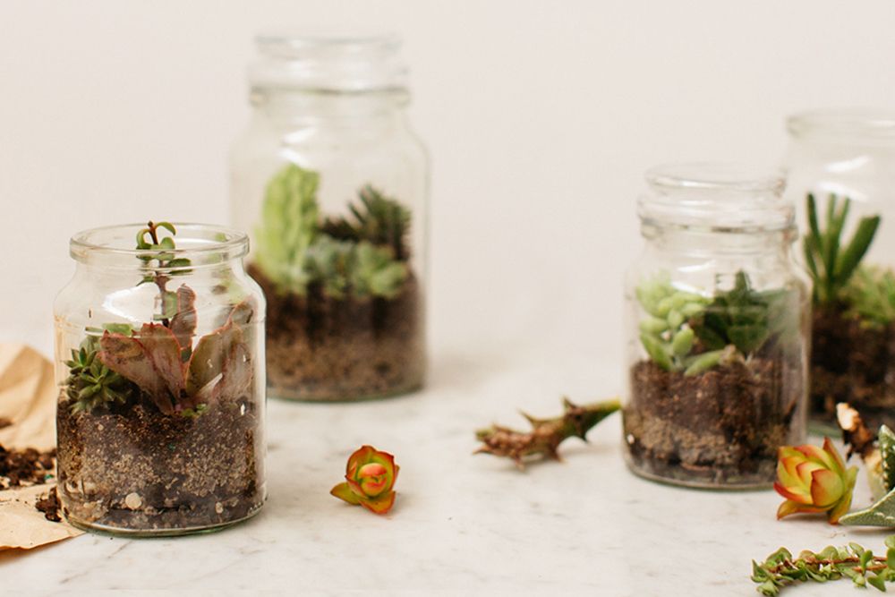 Photo: Terrariums