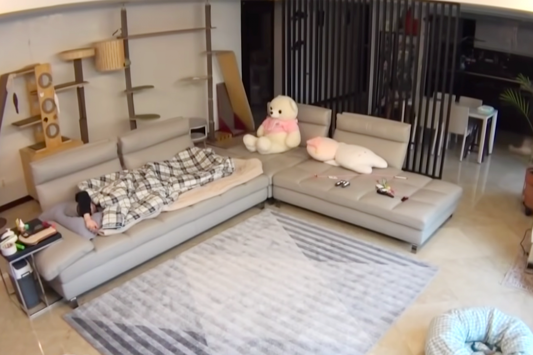Kang's pet-friendly living room features a towering cat tree for his two cats (Image: Courtesy of MBC)